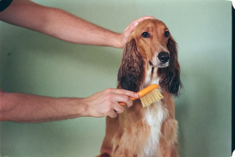 Hands brushing out a long-coated dog