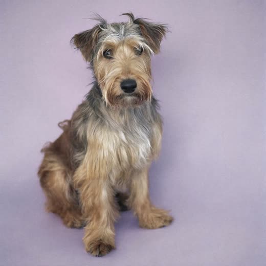A terrier with a freshly clipped coat